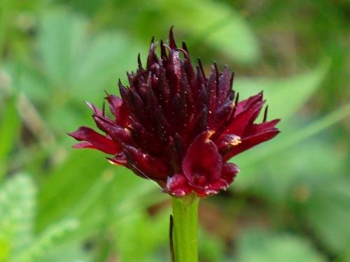 Black Vanilla Orchid – Nigritella Nigra